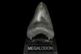 Fossil Megalodon Tooth - Georgia #144292-2